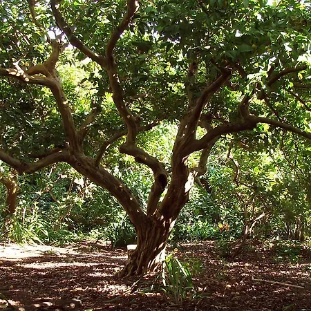Oda ve Kahvaltı Quinta Buganvilias Castelo Branco (Faial)