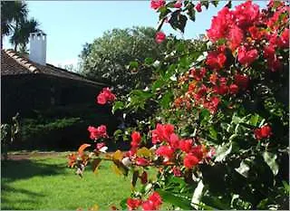 Quinta Buganvilias Castelo Branco (Faial)