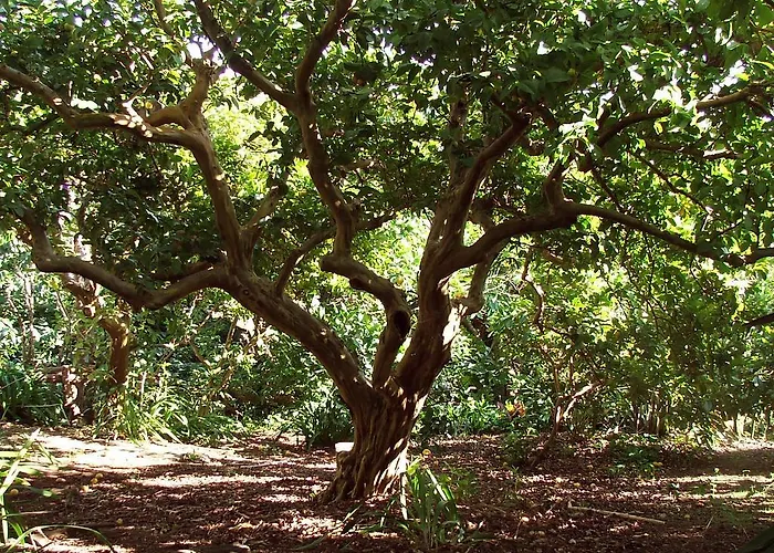 Panzió Quinta Buganvilias Castelo Branco